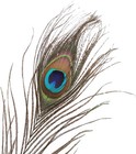 Decora 100 Pieces Real Natural Peacock Feathers For Craft Ag002s1p100 