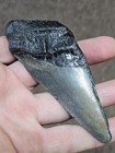 4  Authentic Prehistoric Megalodon  Fossil Shark Tooth Teeth 100  Authentic 