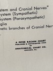 1947 Peter Bachin Anatomical Chart The Nervous System Poster 24x20 Vintage