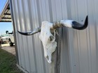 Longhorn Steer Skull 3 Feet 10 1 2    Wide Polished Bull Horn Mounted Cow Head