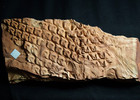 Museum Quality Rarely Seen 3d Positive Rare Lepidodendron Loricatum Fossil Plant
