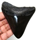 Megalodon Shark Tooth - Shark Teeth Real Fossil -3 36     No Restorations