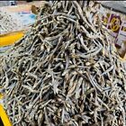 Dry Fish Anchovies Seafood Tasty 100  Sun Dried Ceylon Sprats Quality Clean