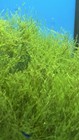 Live Peacock Aquarium Moss 10g Portion Xl Size Xzotic Aquatics   Easy