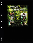  17 50 Scott Value - 2022 Guyana Pygmy Marmoset S s South America Cv Mnh Nh Umm