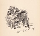 Antique Chow Chow Print 1940 Lucy Dawson Chow Illustration Wall Art Decor 5995y