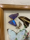 Real Butterfly Moth Display Taxidermy Glass Shadow Box Frame Rare