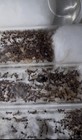 Holiday Sale  Pheidole Rhea Colony  50w Queen Ant 2025 - Insect Feeder Rare
