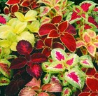 Coleus Rainbow Mix Flower Seeds Non Gmo Fresh Harvest Free Shipping