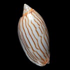 Volutoidea-0087 Amoria Jamrachii   large Aged From Australia