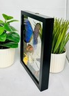 Real Butterflies One Blue Morpho Didius Plus 6 Amazing Butterflies 