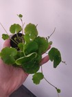 Brazilian Pennywort  Live Aquarium Plant Potted