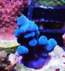 Oregon Tort Acropora Frag Zoanthids Sps Lps Corals  1 Inch