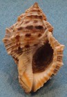 Bufonaria Cavitensis 61mm Ormoc Bay Leyte philippines 5-10 Meters Coral Reef
