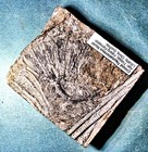 Fine 8 5cm Crinoid Traumatocrinus Hsuixi  Excellent Crown  Triassic  China 