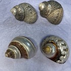 2pc Hermit Crab Changing Shell Set Large 1-1 5    Opening Decor Turbo 2 5-4    Ttl