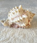 Pink Murex Phyllonotus Erythrostomu Hermit Crab Sea Shell 3 1 2 -4  