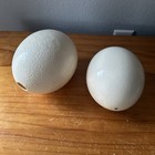 Pair  2  Genuine Ostrich Egg Shells For Craft Art Decoration
