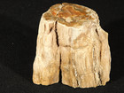 Nice Bark  225 Million Year Old  Polished Petrified Wood Fossil Madagascar 478gr