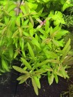 Hygrophila Polysperma   beginner Friendly  