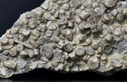 Fossil Crinoid Plate Brachiopod Sea Urchin Spine Sea Lilly Seelilien Stiel  14 