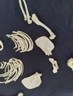 Alaska Wolverine Skull And Partial Skeleton Clean Real Bone Free Ship