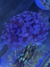 Pink Double Head Euphyllia Hammer Coral Frag  Wysiwyg  lps hammer