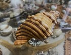 Seashell  Cabestana Spengleri 90 51mm Big Size  Excellent Gem From Sydney     