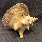 Large Pink Queen  Conch Shell Natural Decorative Collectible Sea Shell