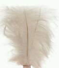 100 Pcs White Ostrich Feather Plume 18-24 Inch  