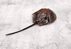 Horseshoe Crab Brown  1 Crab Approx  10 Inches Total Length  Coastal Decoration
