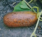 Brown Russian Cucumber- 25 Seeds  