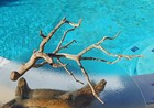 Large Driftwood Manzanita Aquascape Aquarium Terariam Avery 24   21   15 