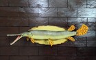 Longnose Gar Fish 27  Real Skin Taxidermy 