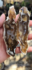 Agatized Coral Fossil Chalcedony Fossilized Mineral Reef Ocean Specimen Florida