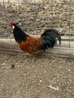 German Vorwerk Hatching Eggs