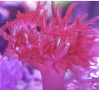 Live Rare Ruby Red Pulsing Xenia Coral 1    Frag Plug Reef Tank Soft Coral