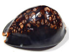 Humpback Cowrie Sea Shell Cypraea Mauritiana 3 5  Polished Aquarium Decor Hawaii