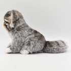 Hansa Pallas Kitten 17 Bh7299 New Realistic Plush Animals From Japan