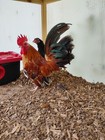 10   Kikiriki Hatching Eggs  Available For Sale  Free Shipping