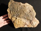 Two  430 Million Year Old  Crinoid Fossils Or Sea Lily Fossils Morocco 1373gr
