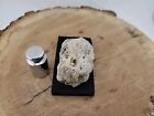 Fossil Bird Skull Super Rare