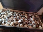 5 Pounds Of Flint chert Found In Florida For Knapping  Some Are Artifacts