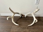 Vintage Whitetail Deer Partial Shoulder Mount 21 Inches Long 13 Tall Antlers