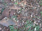 Original Primitive Vintage Cast Iron Garden Plant Plow Cultivator Wheel Rake