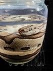 Preserved Ball Python