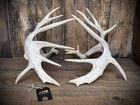 Double Drop Tine Match Antler Set With Cut Base