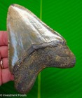 Megalodon Shark Tooth Real Fossil 4 82    Big No Restorations Over Half Pound