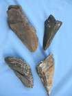 Megalodon Lot Of 4 Teeth No Restoration Fossil Sharks Tooth