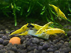 Yellow Goldback Neocaridina Shrimp 20  Freshwater Usa Seller Free Shipping